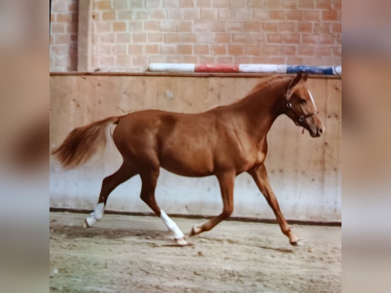 Poni alemán Caballo castrado 3 años 144 cm Alazán in Lübeck
