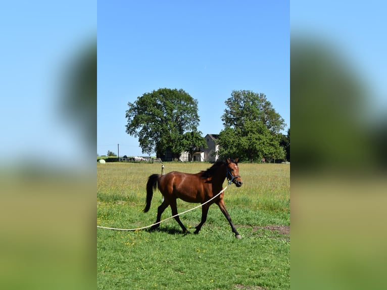 Poni alemán Caballo castrado 3 años 144 cm Castaño in Pausa