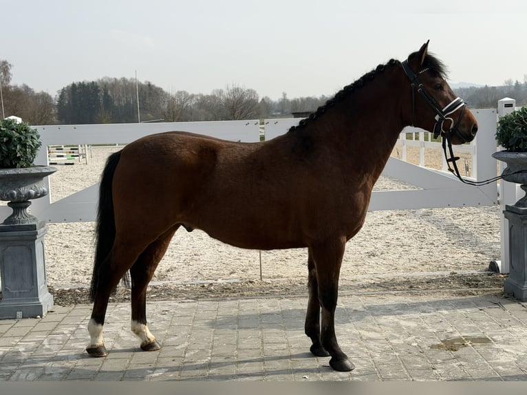 Poni alemán Mestizo Caballo castrado 3 años 144 cm Castaño in Riedlingen