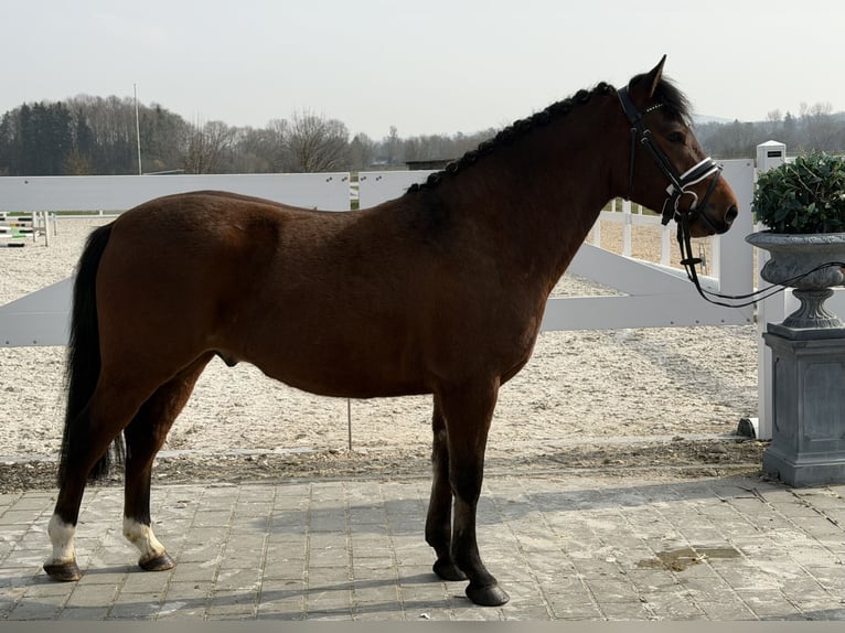 Poni alemán Mestizo Caballo castrado 3 años 144 cm Castaño in Riedlingen