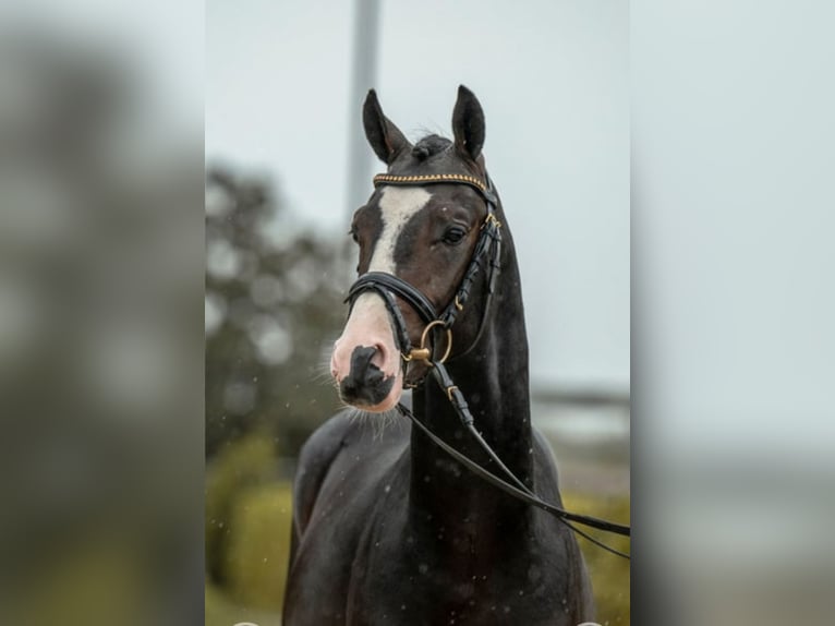 Poni alemán Caballo castrado 3 años 144 cm Morcillo in Lindau (Bodensee)