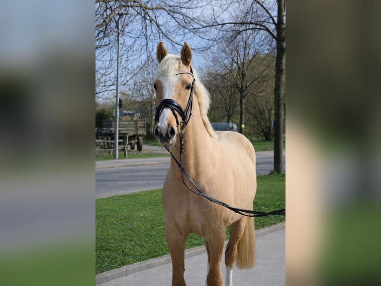 Poni alemán Caballo castrado 3 años 144 cm Palomino in Springe