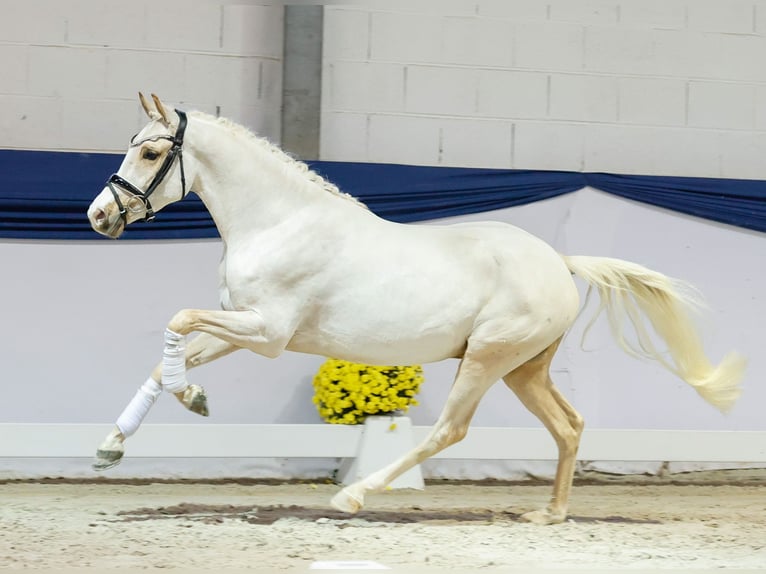 Poni alemán Caballo castrado 3 años 144 cm Palomino in Marsberg