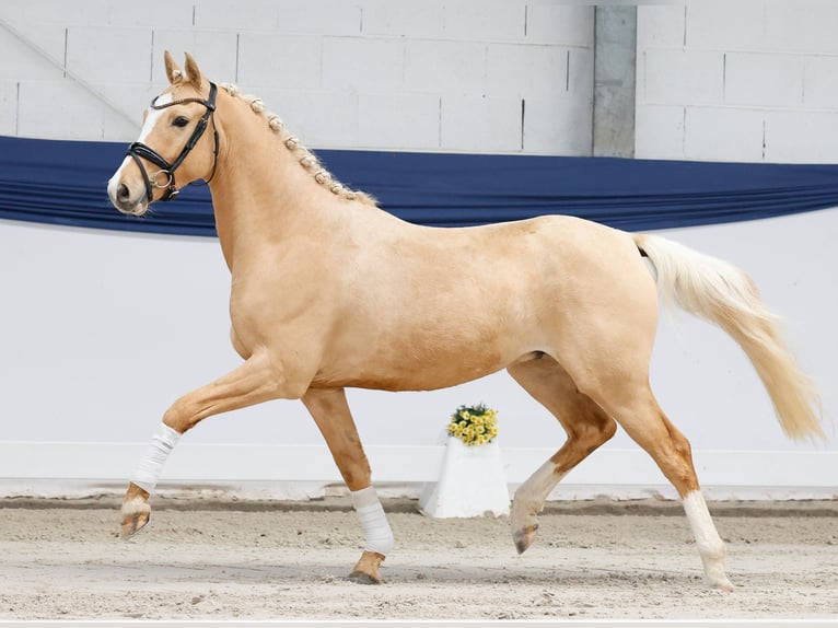 Poni alemán Caballo castrado 3 años 144 cm Palomino in Marsberg