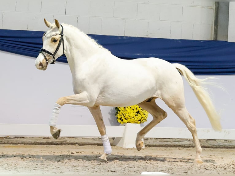 Poni alemán Caballo castrado 3 años 144 cm Palomino in Marsberg