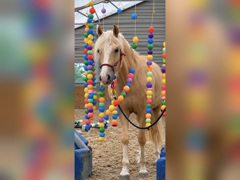 Poni alemán Caballo castrado 3 años 144 cm Palomino in Welver