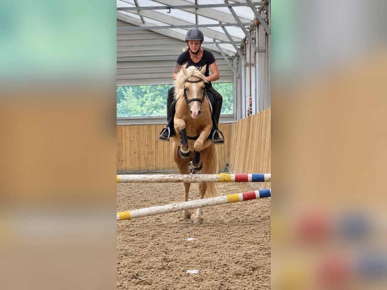 Poni alemán Caballo castrado 3 años 144 cm Palomino in Welver
