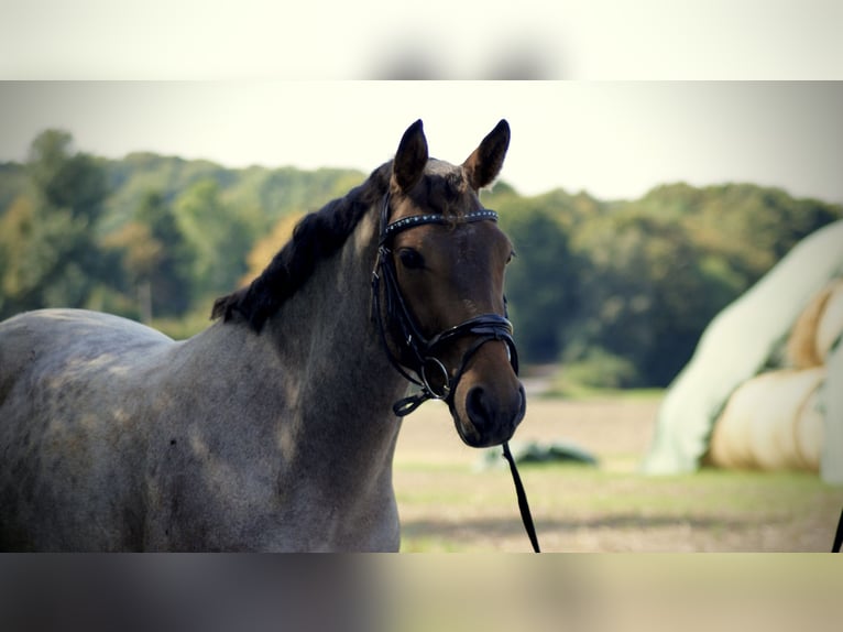 Poni alemán Caballo castrado 3 años 144 cm Ruano alazán in Ratingen