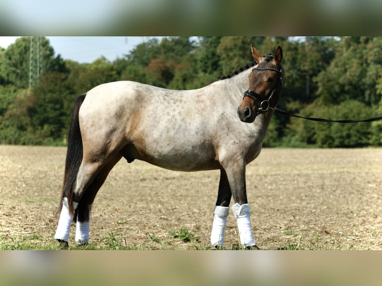 Poni alemán Caballo castrado 3 años 144 cm Ruano alazán in Ratingen