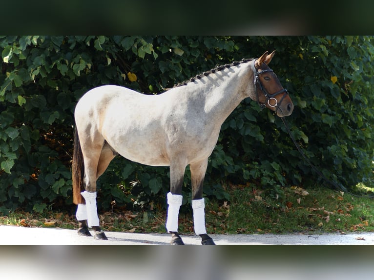 Poni alemán Caballo castrado 3 años 144 cm Ruano alazán in Ratingen