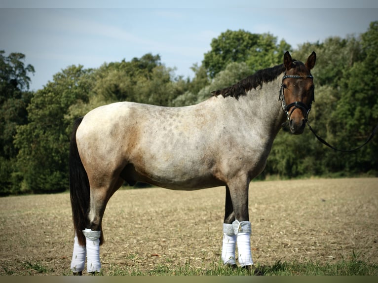 Poni alemán Caballo castrado 3 años 144 cm Ruano alazán in Ratingen