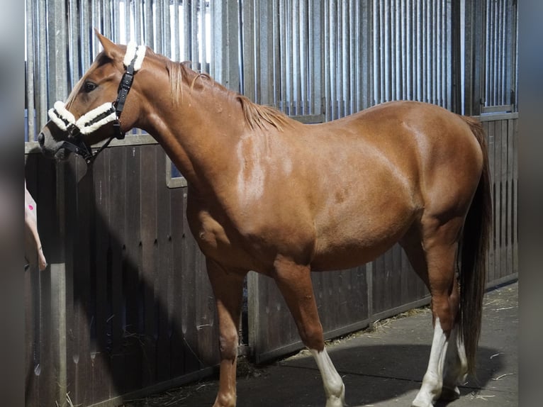 Poni alemán Caballo castrado 3 años 145 cm Alazán in Treuenbrietzen