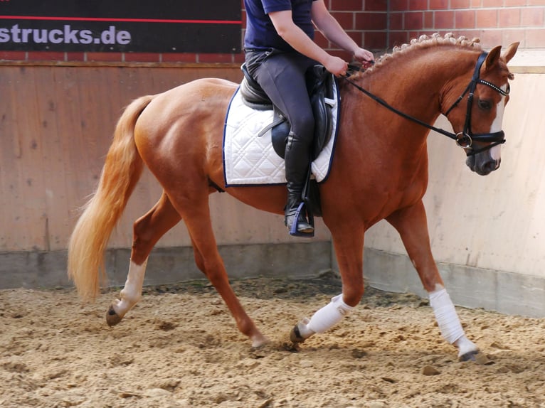 Poni alemán Caballo castrado 3 años 145 cm Alazán in Dorsten