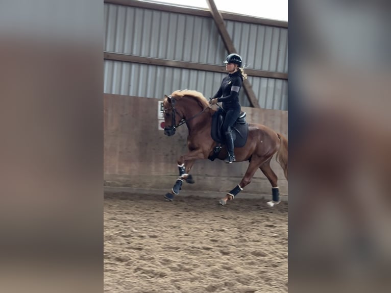 Poni alemán Caballo castrado 3 años 145 cm Alazán-tostado in Ahrensburg