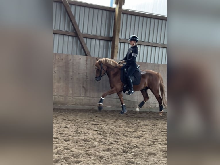 Poni alemán Caballo castrado 3 años 145 cm Alazán-tostado in Ahrensburg