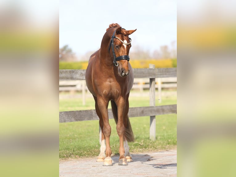 Poni alemán Caballo castrado 3 años 145 cm Alazán-tostado in Heemskerk