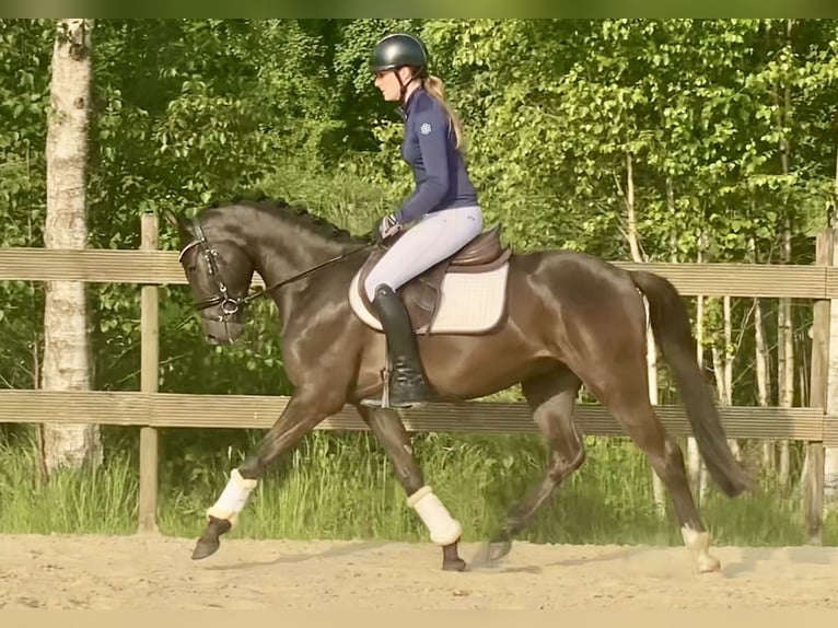 Poni alemán Caballo castrado 3 años 145 cm Bayo in Hude (Oldenburg)Hude