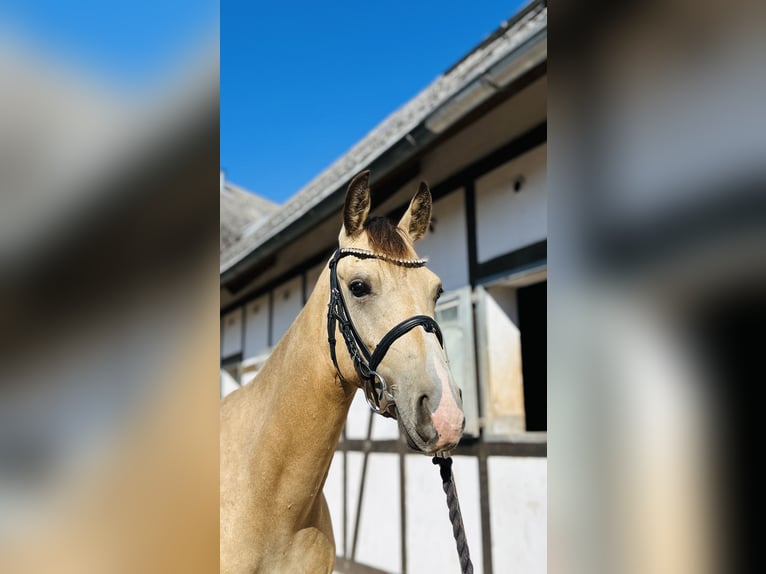 Poni alemán Caballo castrado 3 años 145 cm Bayo in Hameln