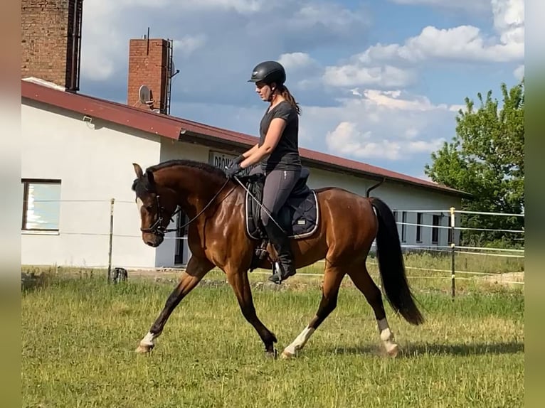 Poni alemán Caballo castrado 3 años 145 cm Castaño in Neuferchau