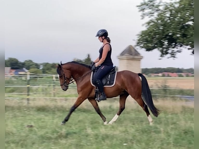 Poni alemán Caballo castrado 3 años 145 cm Castaño in Neuferchau