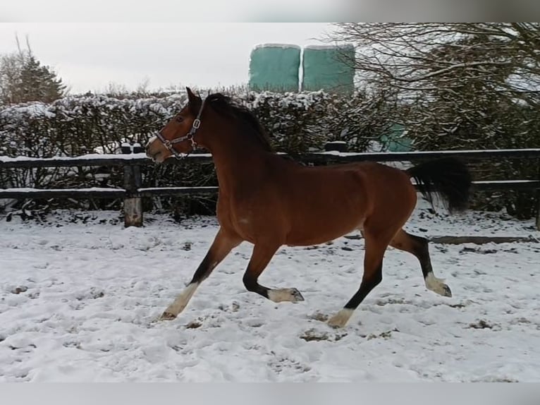 Poni alemán Caballo castrado 3 años 145 cm Castaño in Nettersheim