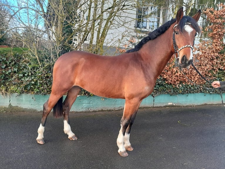 Poni alemán Caballo castrado 3 años 145 cm Castaño in Nettersheim