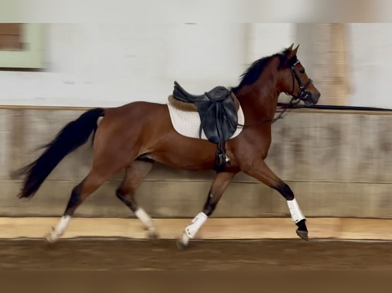 Poni alemán Caballo castrado 3 años 145 cm Castaño in Nordhausen
