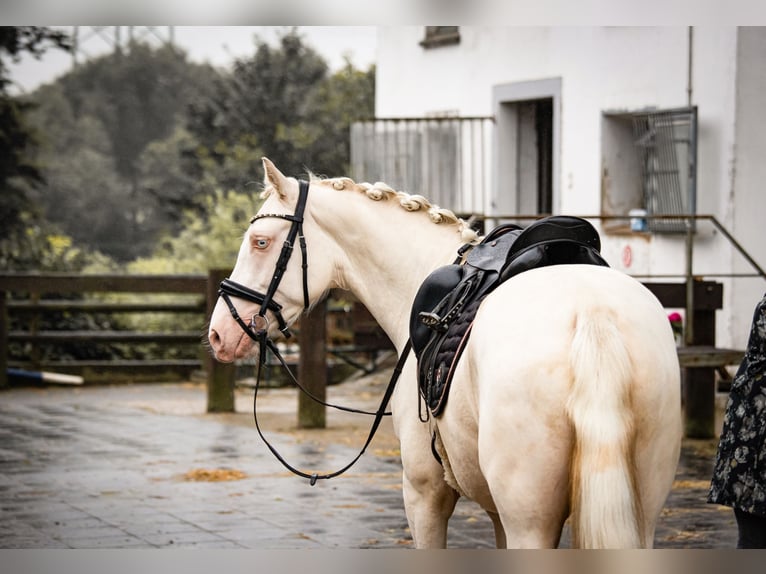 Poni alemán Caballo castrado 3 años 145 cm Cremello in Bochum