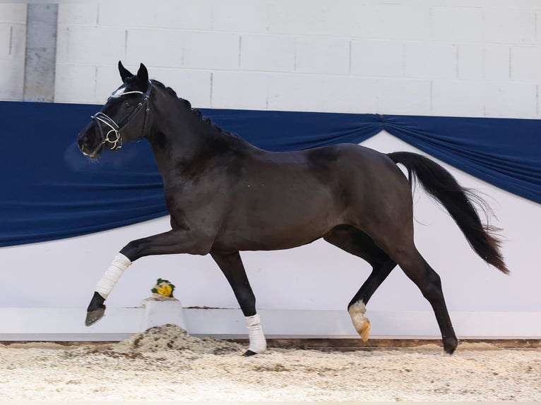 Poni alemán Caballo castrado 3 años 145 cm Negro in Marsberg