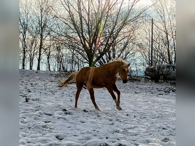 Poni alemán Caballo castrado 3 años 145 cm Palomino in Extertal