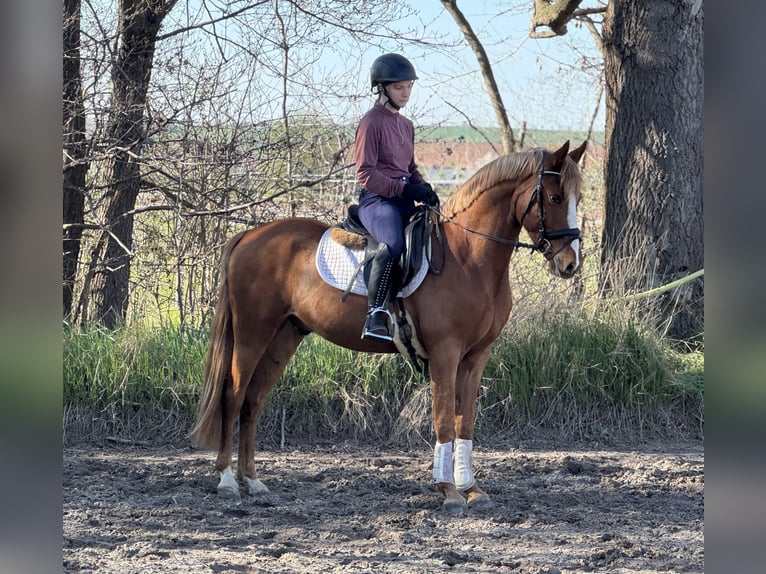 Poni alemán Caballo castrado 3 años 146 cm Alazán in Nordhausen