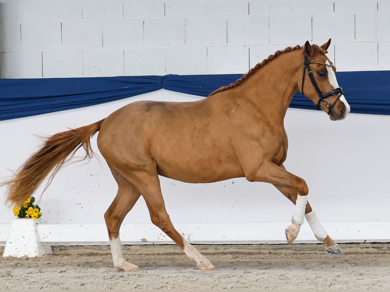 Poni alemán Caballo castrado 3 años 146 cm Alazán in Marsberg