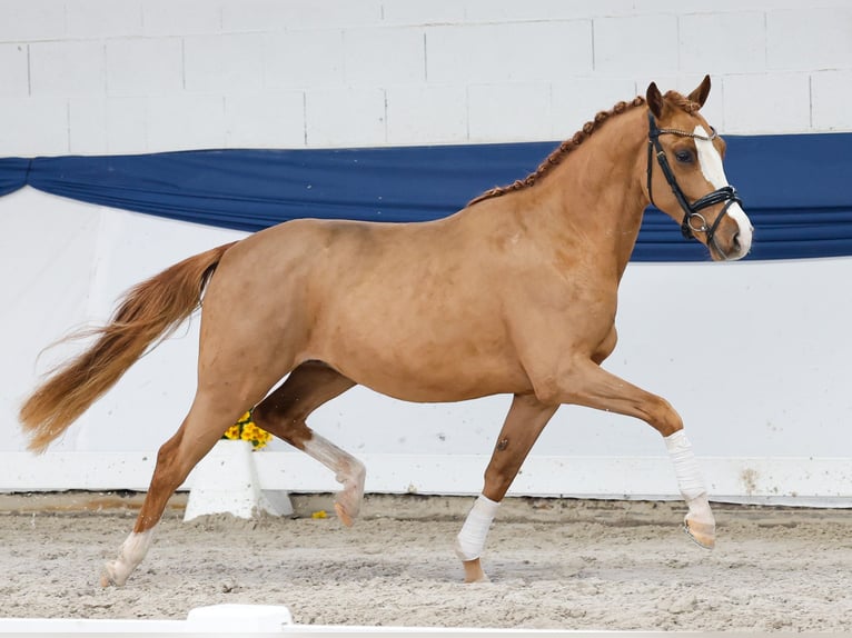 Poni alemán Caballo castrado 3 años 146 cm Alazán in Marsberg