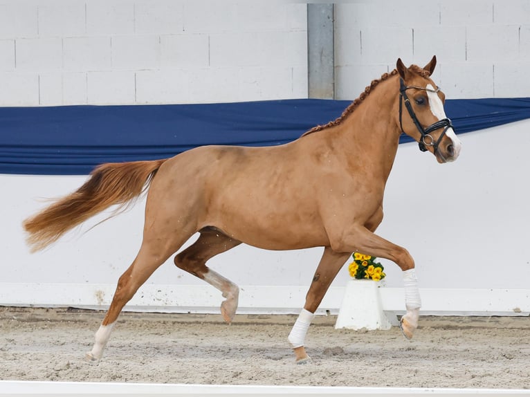 Poni alemán Caballo castrado 3 años 146 cm Alazán in Marsberg