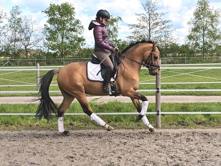 Poni alemán Caballo castrado 3 años 146 cm Bayo in Wardenburg