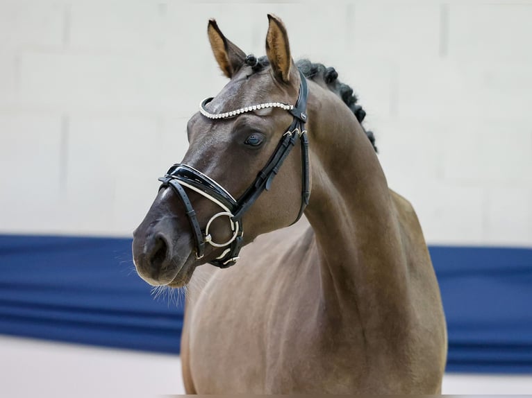 Poni alemán Caballo castrado 3 años 146 cm Bayo in Marsberg