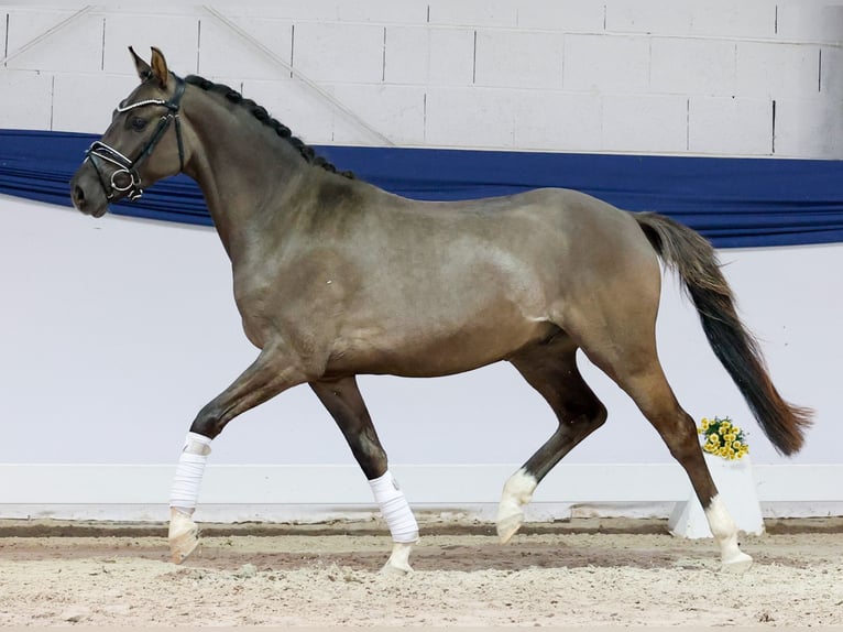 Poni alemán Caballo castrado 3 años 146 cm Bayo in Marsberg