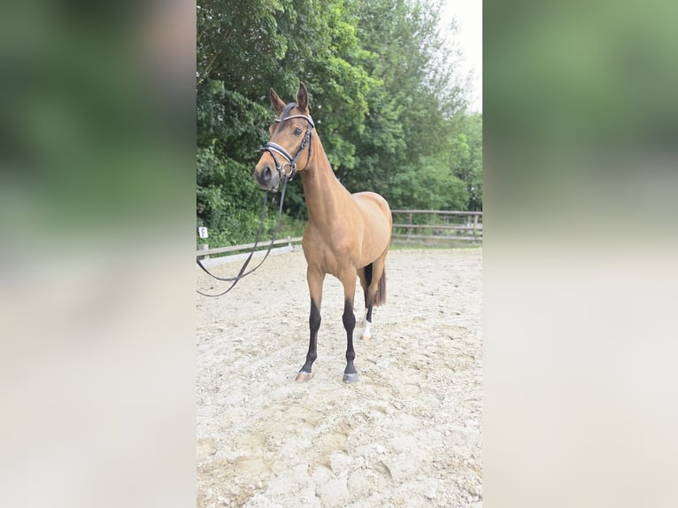 Poni alemán Caballo castrado 3 años 146 cm Buckskin/Bayo in Ottersberg