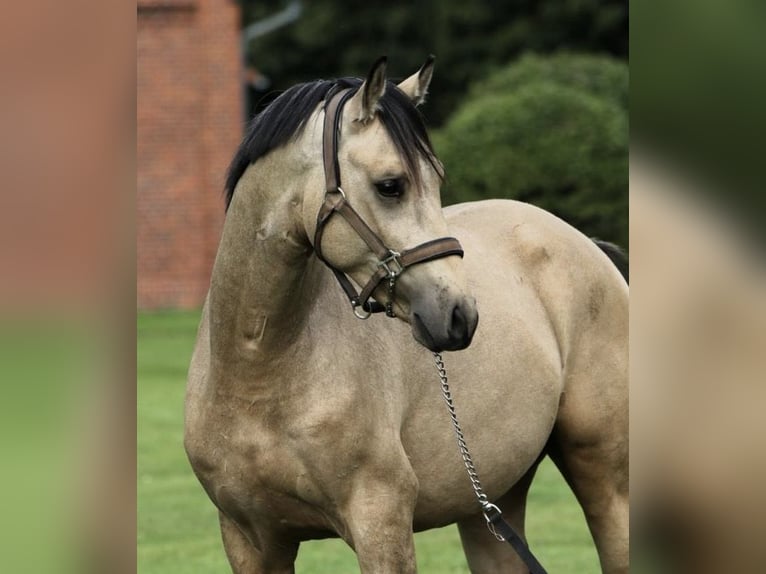 Poni alemán Caballo castrado 3 años 146 cm Buckskin/Bayo in Verl