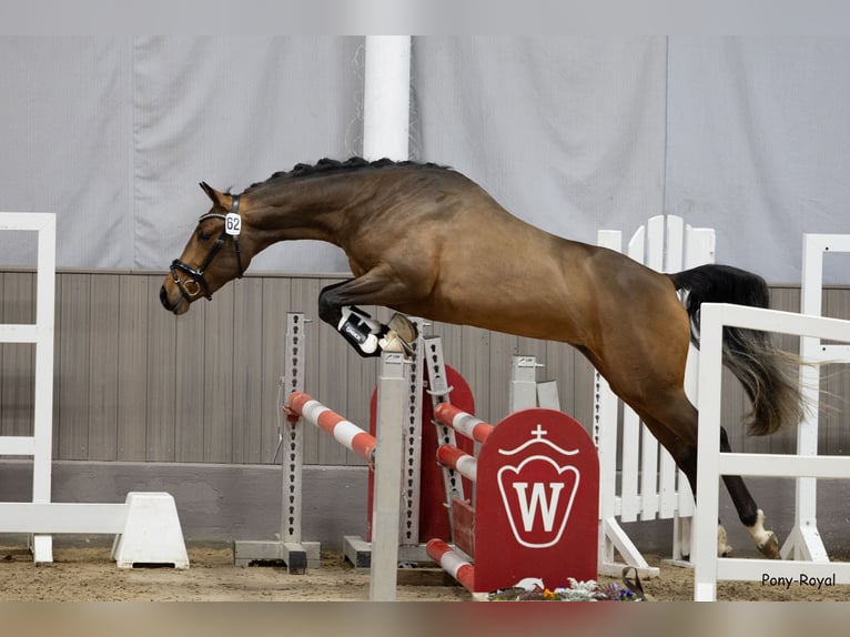 Poni alemán Caballo castrado 3 años 146 cm Castaño in Recke