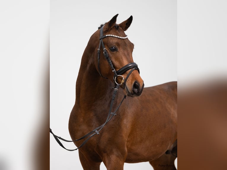 Poni alemán Caballo castrado 3 años 146 cm Castaño in Recke