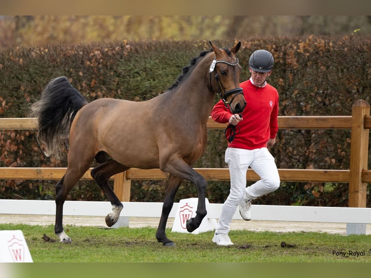 Poni alemán Caballo castrado 3 años 146 cm Castaño in Recke