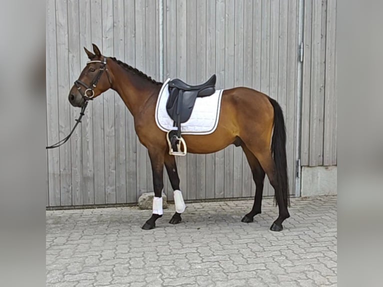 Poni alemán Caballo castrado 3 años 146 cm Castaño oscuro in Neupotz