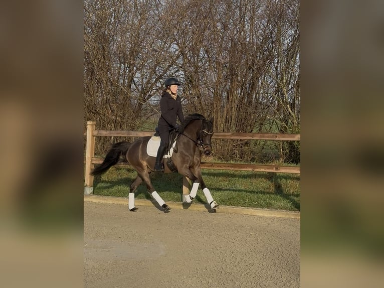 Poni alemán Caballo castrado 3 años 146 cm Morcillo in Emlichheim