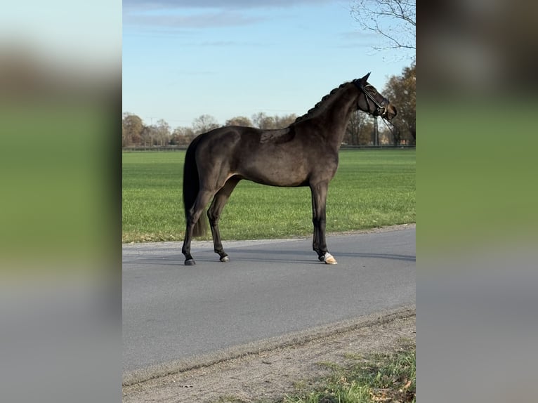 Poni alemán Caballo castrado 3 años 146 cm Morcillo in Emlichheim
