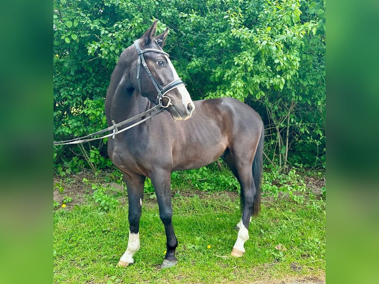 Poni alemán Caballo castrado 3 años 146 cm Negro in Flechtingen