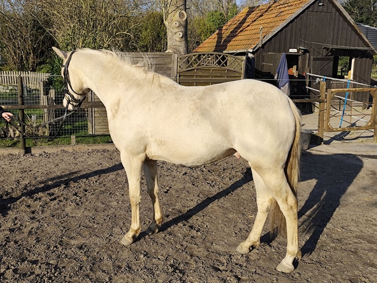 Poni alemán Caballo castrado 3 años 146 cm Palomino in Nordenham