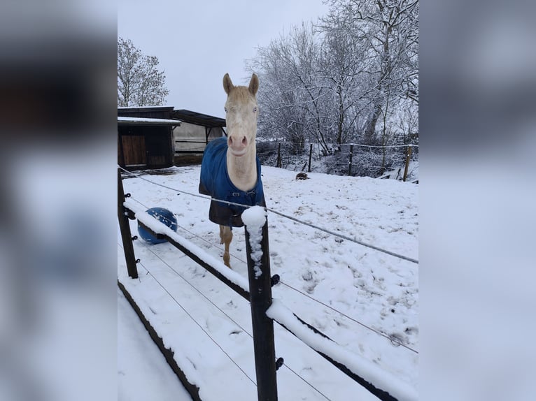 Poni alemán Caballo castrado 3 años 146 cm Palomino in Nordenham