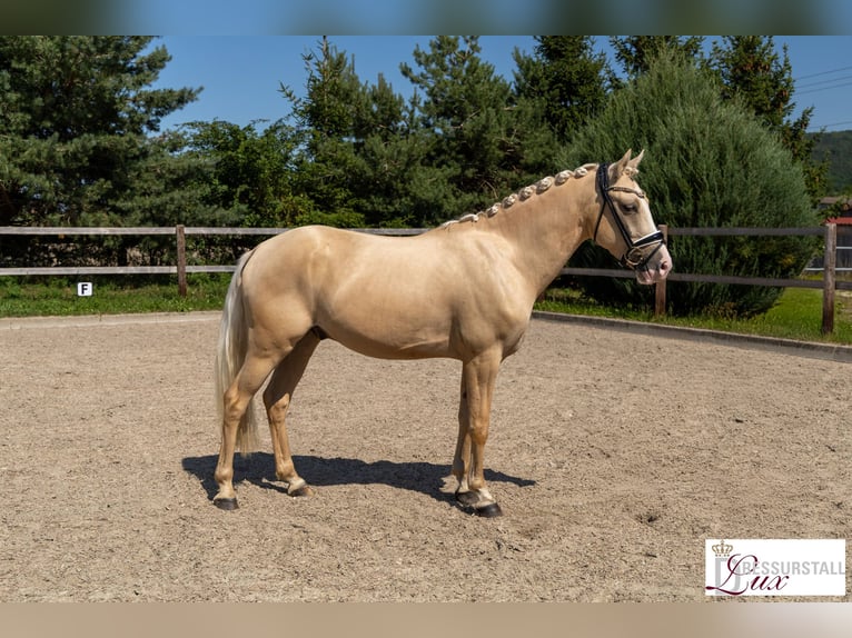 Poni alemán Caballo castrado 3 años 146 cm Palomino in H&#xF6;ttingen
