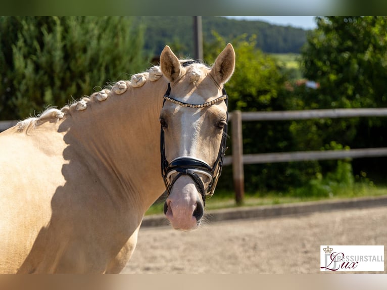 Poni alemán Caballo castrado 3 años 146 cm Palomino in H&#xF6;ttingen